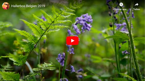 Naturfilm: Hallerbos (Belgien) 2019