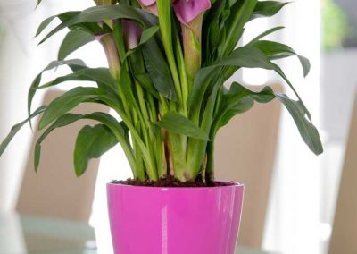 Produktfotografie Blumentopf aus Keramik mit Pflanze